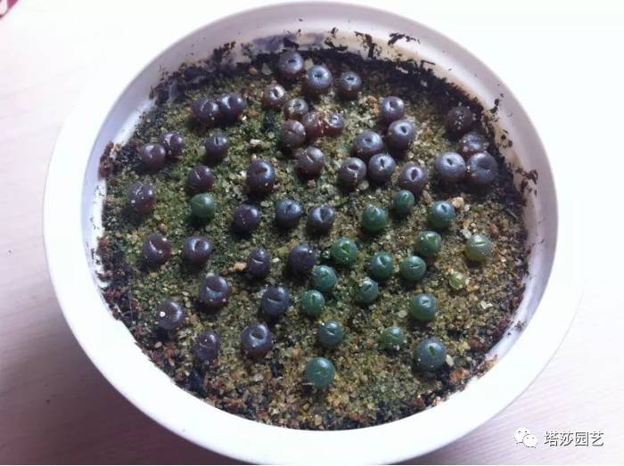 生石花的种子是自己的品种吗,生石花像丝绒一样的是什么品种