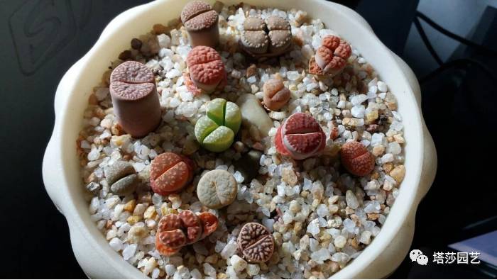 生石花的种子是自己的品种吗,生石花像丝绒一样的是什么品种