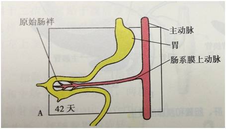 生来就是一个吃货｜浮想联翩解剖学第二弹