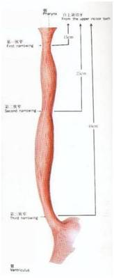 生来就是一个吃货｜浮想联翩解剖学第二弹