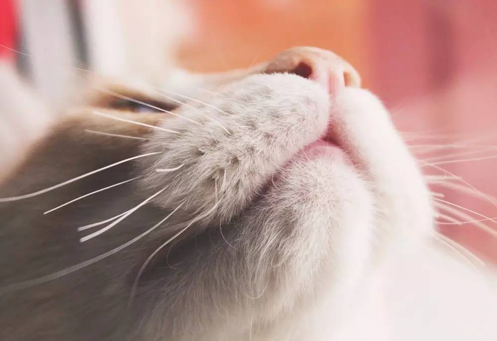 猫咪能用风油精吗,给猫用花露水