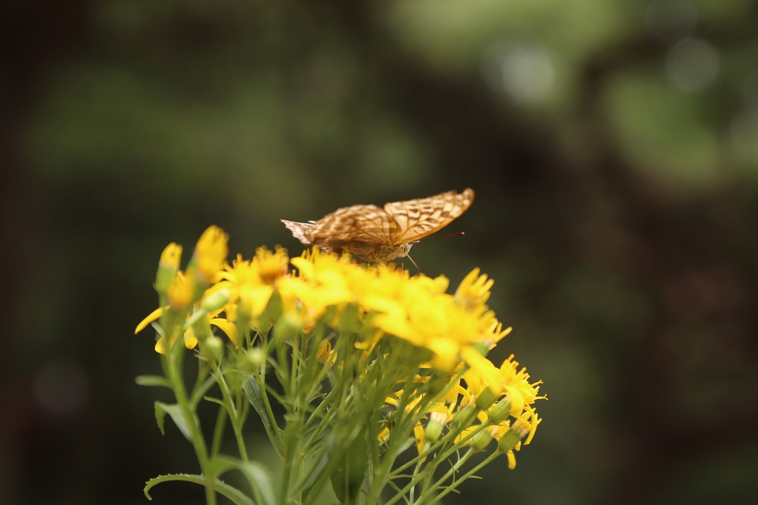 又是一年蒙山夜宿季