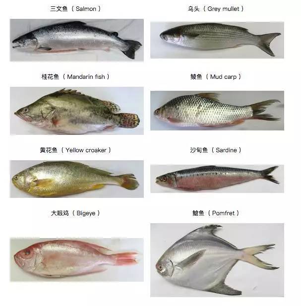 你还在给宝宝吃这种鱼吗,宝宝鳕鱼选择