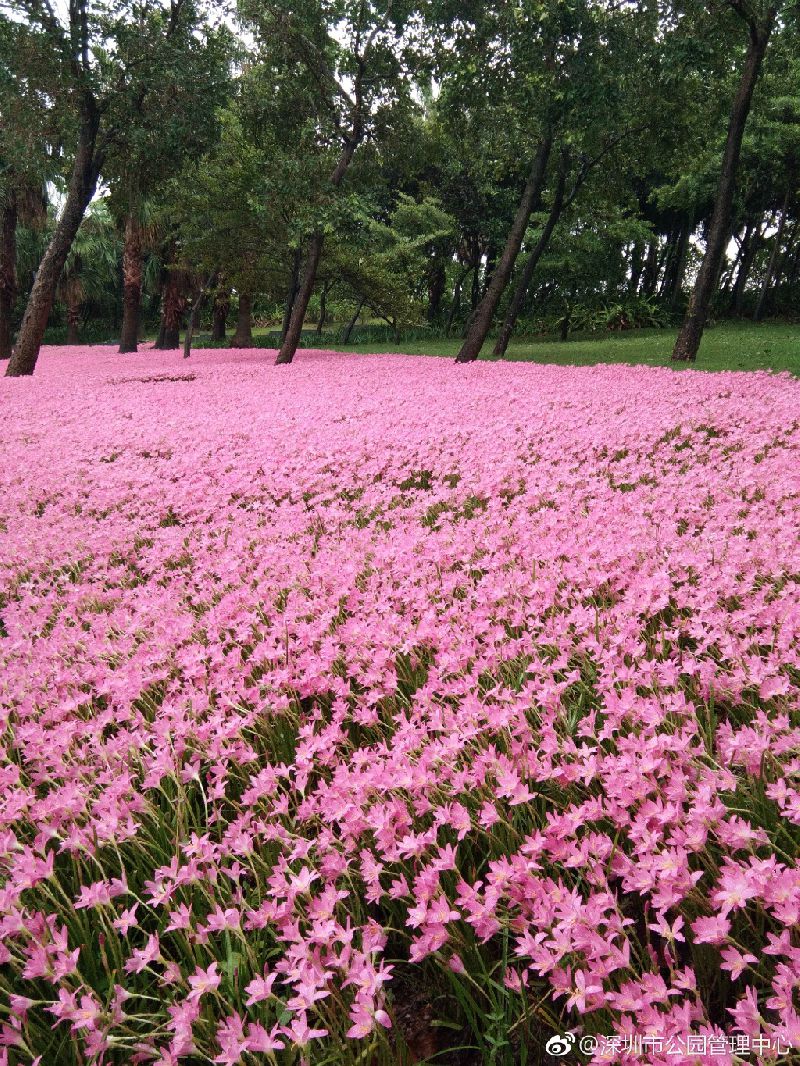 深圳的粉红花海,深圳中心公园藏着浪漫花海