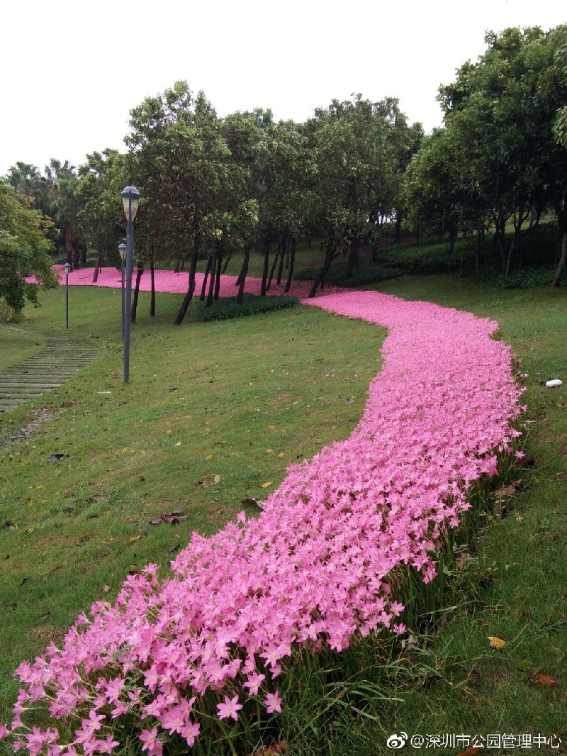 深圳的粉红花海,深圳中心公园藏着浪漫花海