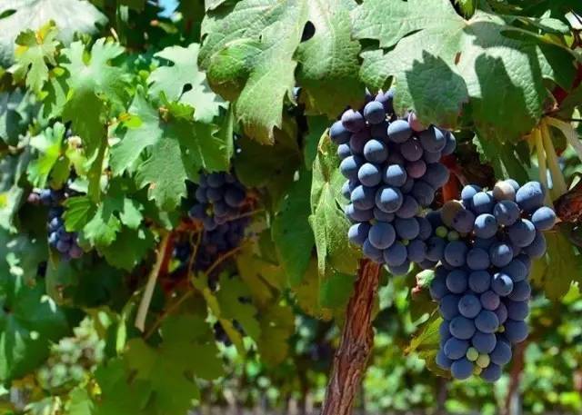 陕西张裕瑞那城堡酒庄红酒价格,十大乡村旅游景区