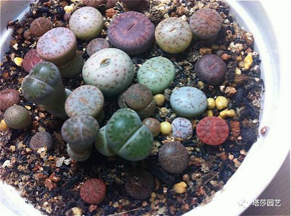 生石花的种子是自己的品种吗,生石花像丝绒一样的是什么品种