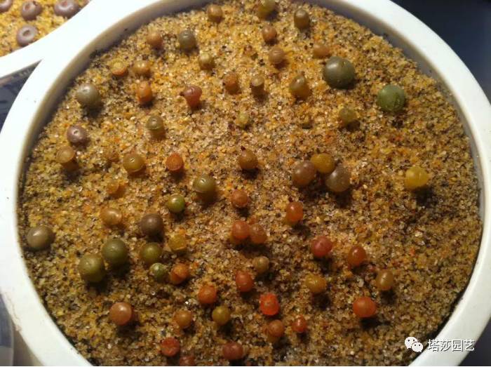 生石花的种子是自己的品种吗,生石花像丝绒一样的是什么品种