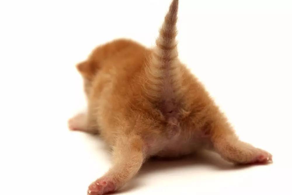 猫咪能用风油精吗,给猫用花露水