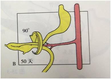 生来就是一个吃货｜浮想联翩解剖学第二弹