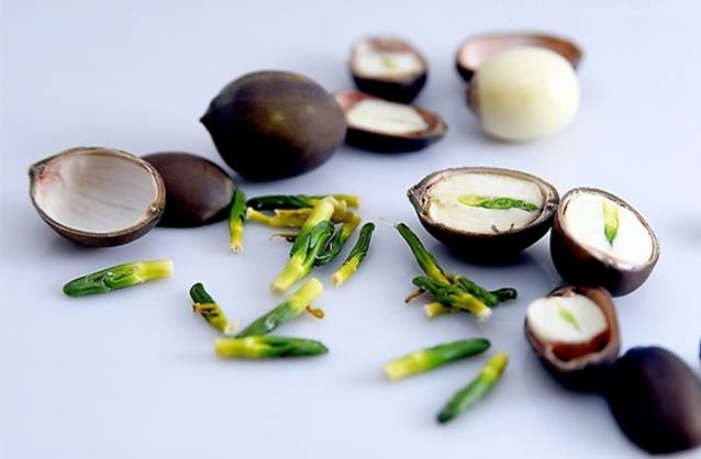 养生好物补气血,补血养生必备好物