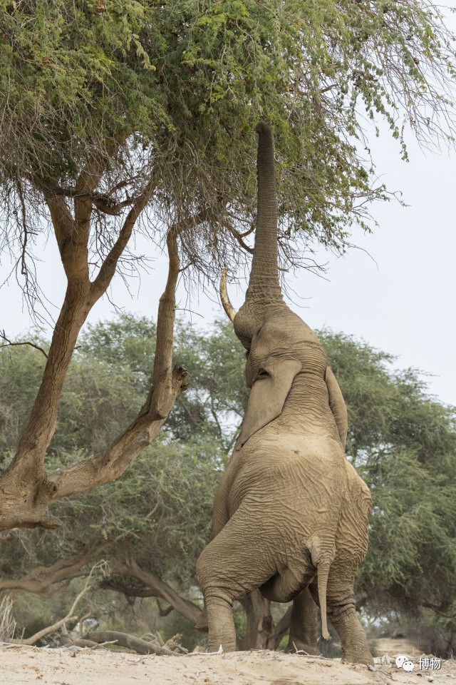 为啥马里奥要吃蘑菇才能长大？