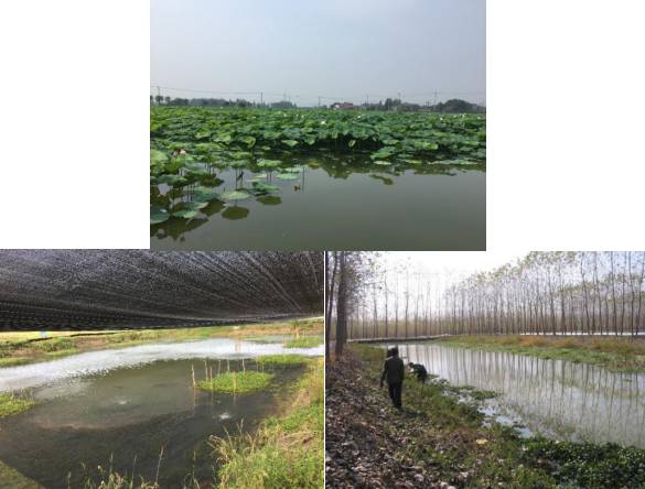 小龙虾最新现状,小龙虾的发展情况