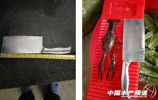 小龙虾属于什么养殖方法,小龙虾怎么养殖个头大