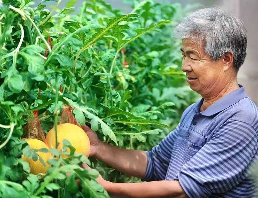孟津土特产有哪些图片和名字,孟津特产必买清单