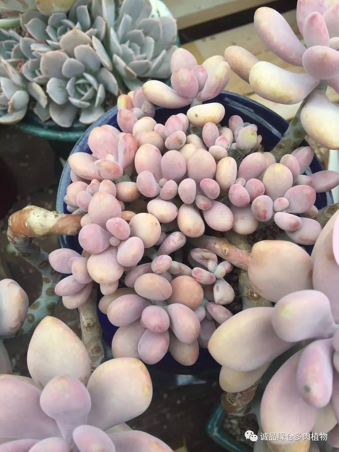 秀肉肉｜本周韩国肉肉直播图集