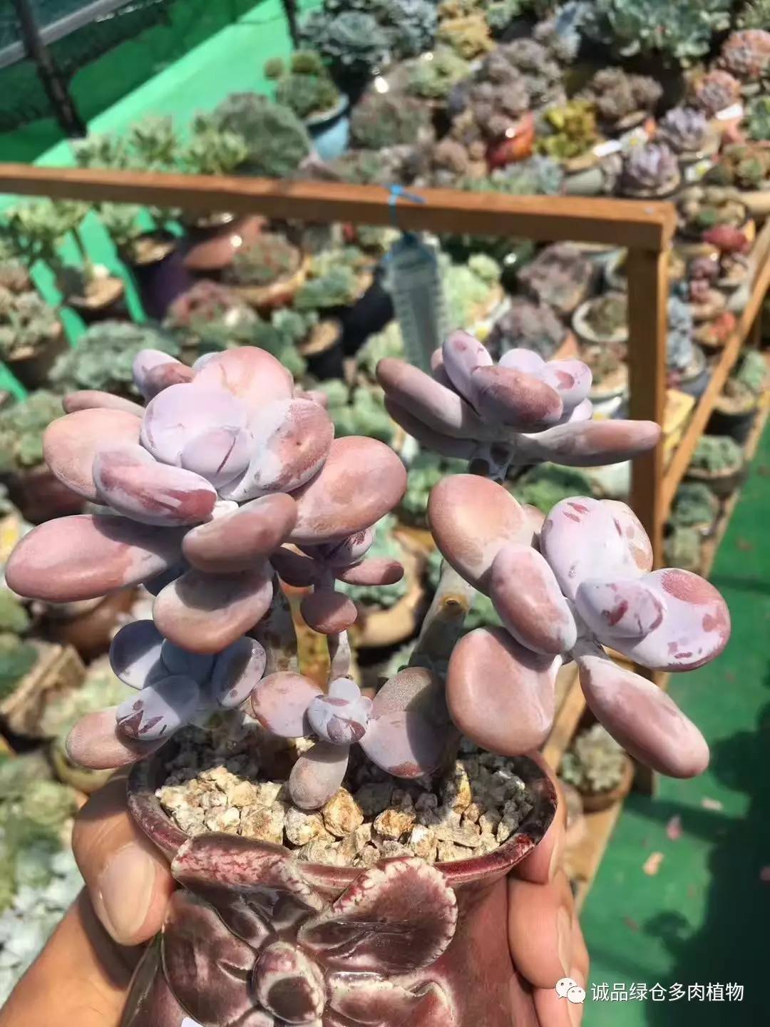 秀肉肉｜本周韩国肉肉直播图集