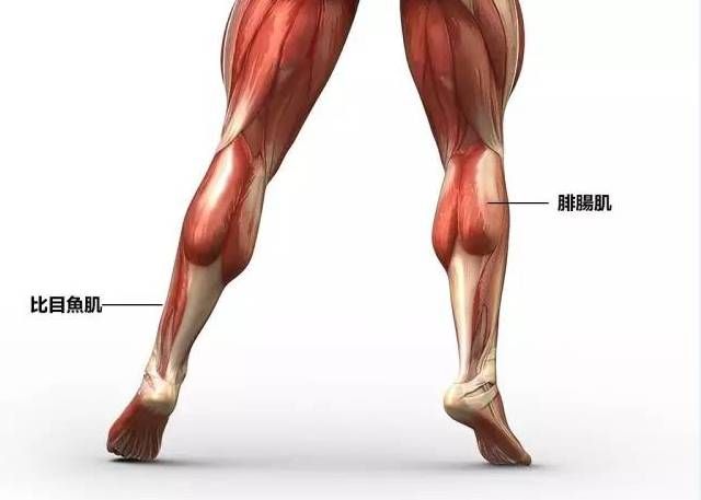 小腿韧带拉伤的表现,小腿拉伤康复训练压缩袜