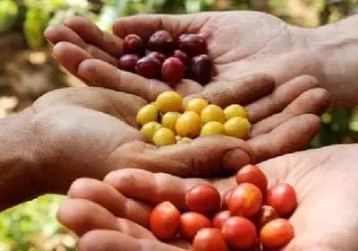 单品咖啡和意式咖啡,咖啡品种科普