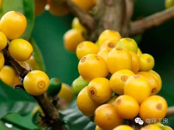 单品咖啡和意式咖啡,咖啡品种科普