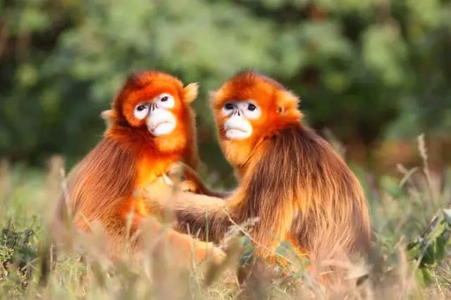 五一期间银川有哪些免费景点,银川四月免门票的地方