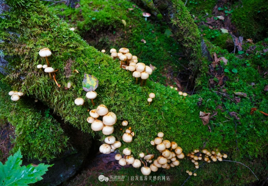 火山口探秘完整视频,镜泊湖地下森林火山口