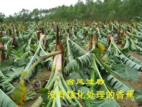 果树如何防御台风,台风年年有