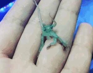 触手怪有段位,触手怪弱点