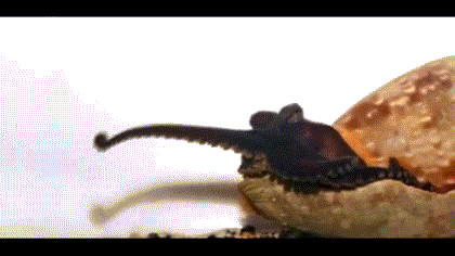 触手怪有段位,触手怪弱点