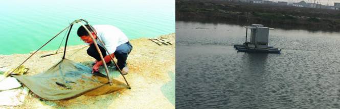 小龙虾最新现状,小龙虾的发展情况