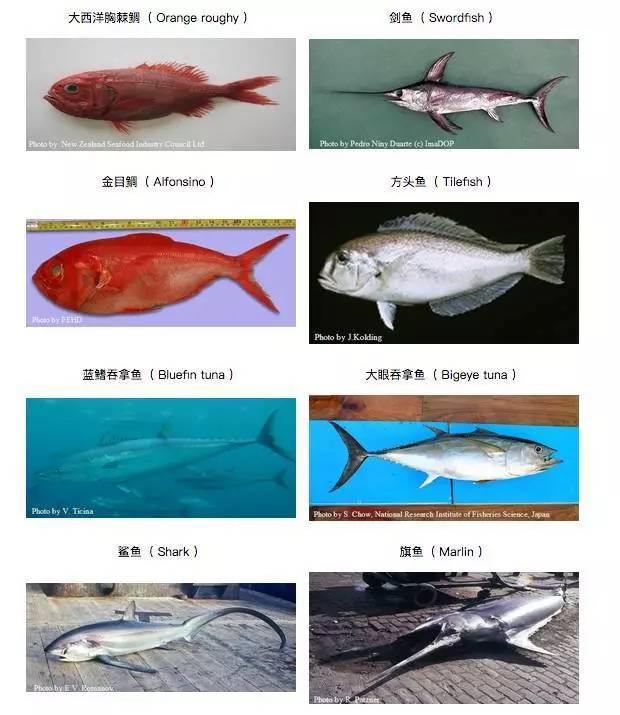 你还在给宝宝吃这种鱼吗,宝宝鳕鱼选择