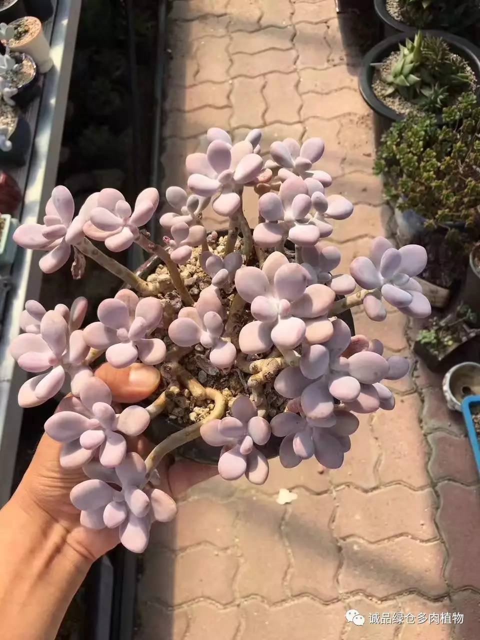 秀肉肉｜本周韩国肉肉直播图集