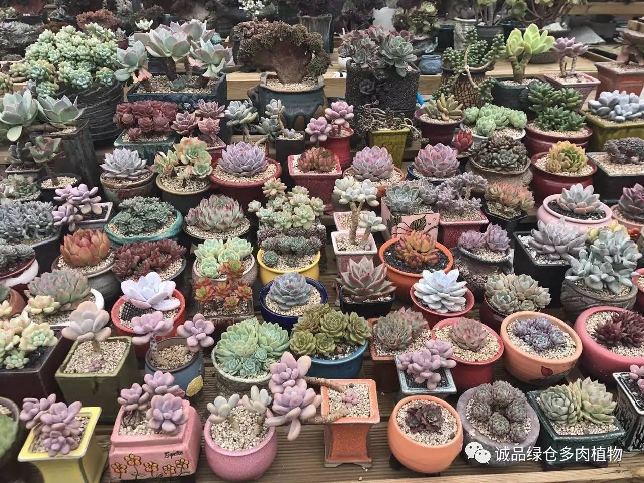 秀肉肉｜本周韩国肉肉直播图集