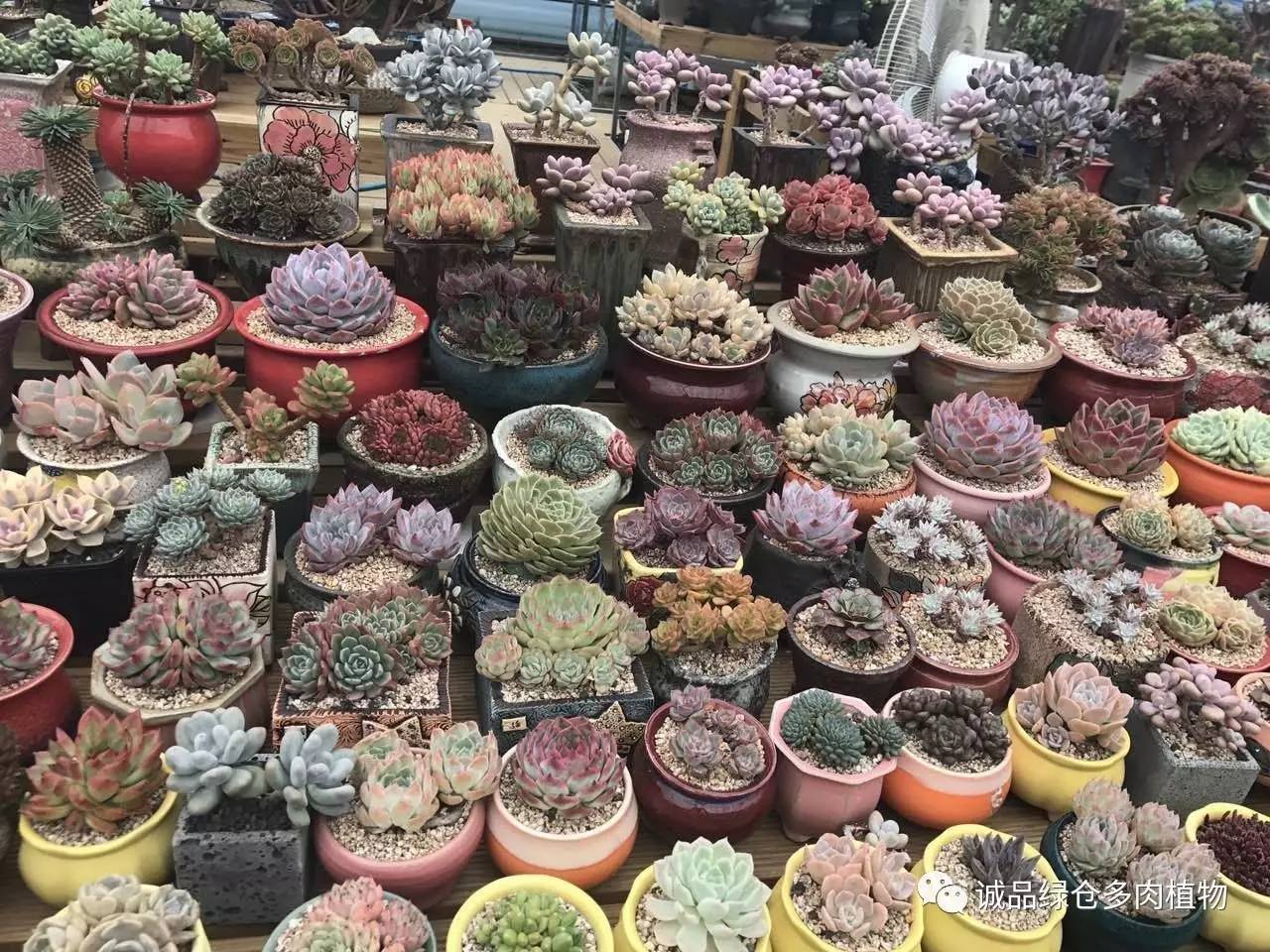 秀肉肉｜本周韩国肉肉直播图集