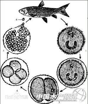 传染快，流行广，危害大！不用慌，一文教你对付白点病