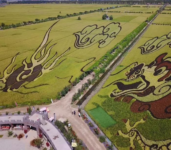 沈阳有稻梦空间吗,沈阳稻梦空间的水稻
