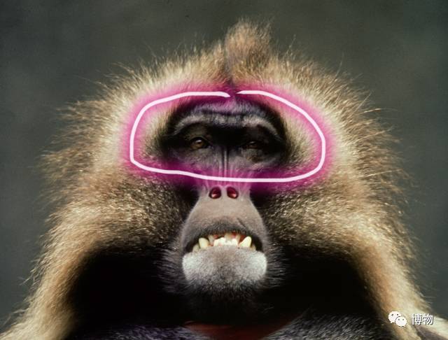 为啥马里奥要吃蘑菇才能长大？