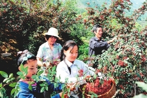 陇南市现代农业,加大投入力度促进农业高质量发展