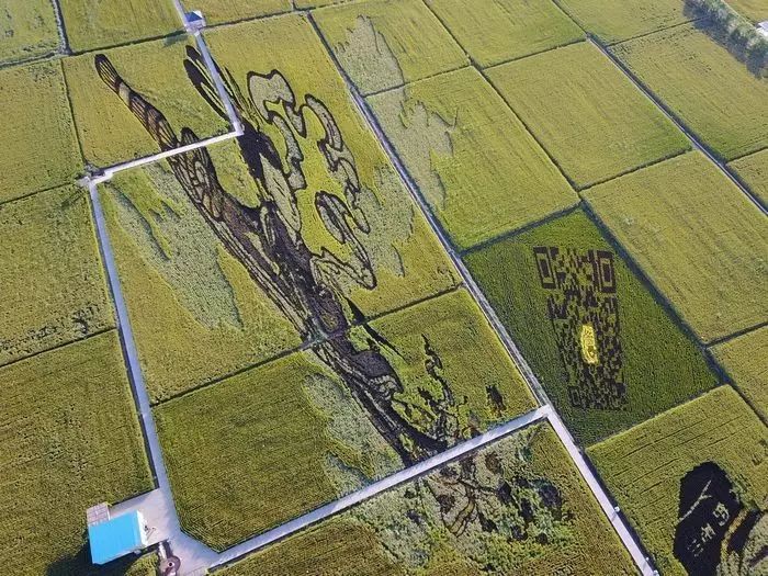 沈阳有稻梦空间吗,沈阳稻梦空间的水稻