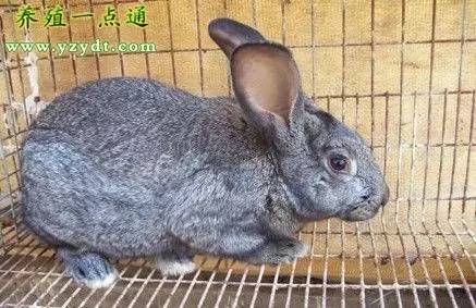 育肥肉兔的养殖理论,肉兔育肥多少钱一斤