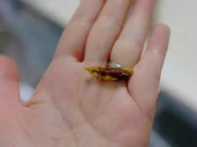 降火去燥祛湿气的中药,秋冬降火去燥的中药