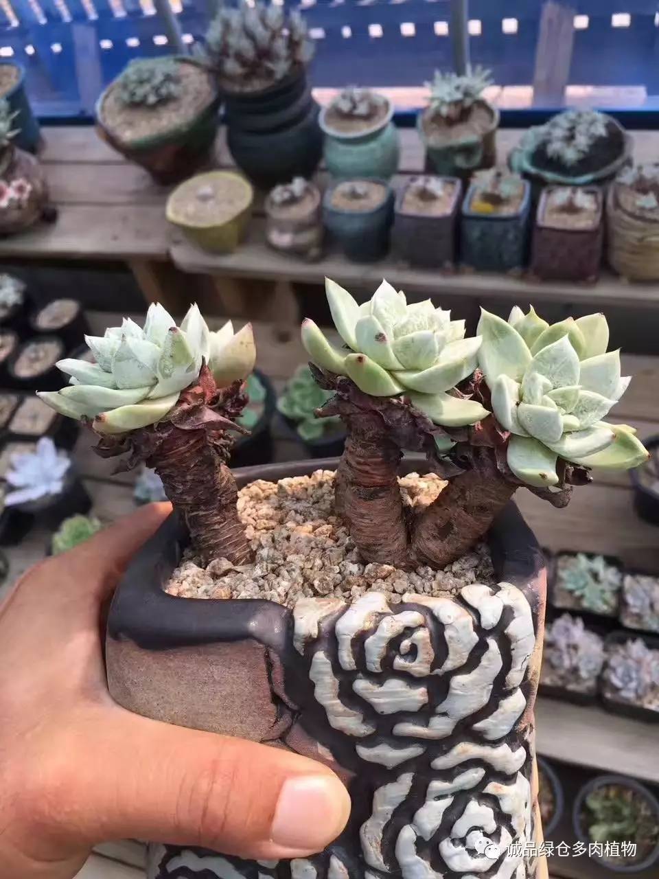 秀肉肉｜本周韩国肉肉直播图集