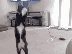 你们几个没氪金的，边儿待着去