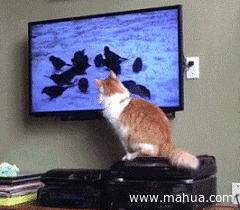 张家口新闻头条11月8日,今晚张家口新闻头条