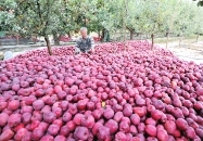 陇南市现代农业,加大投入力度促进农业高质量发展