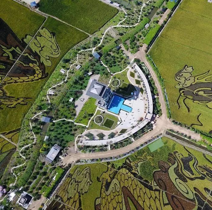 沈阳有稻梦空间吗,沈阳稻梦空间的水稻