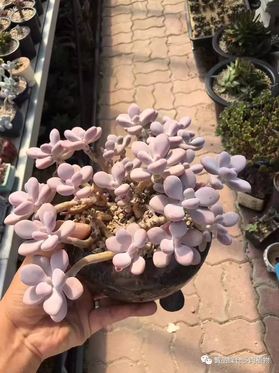 秀肉肉｜本周韩国肉肉直播图集