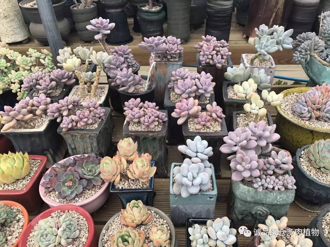 秀肉肉｜本周韩国肉肉直播图集