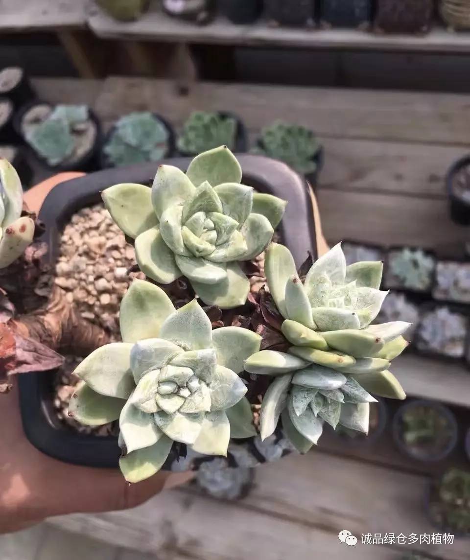 秀肉肉｜本周韩国肉肉直播图集