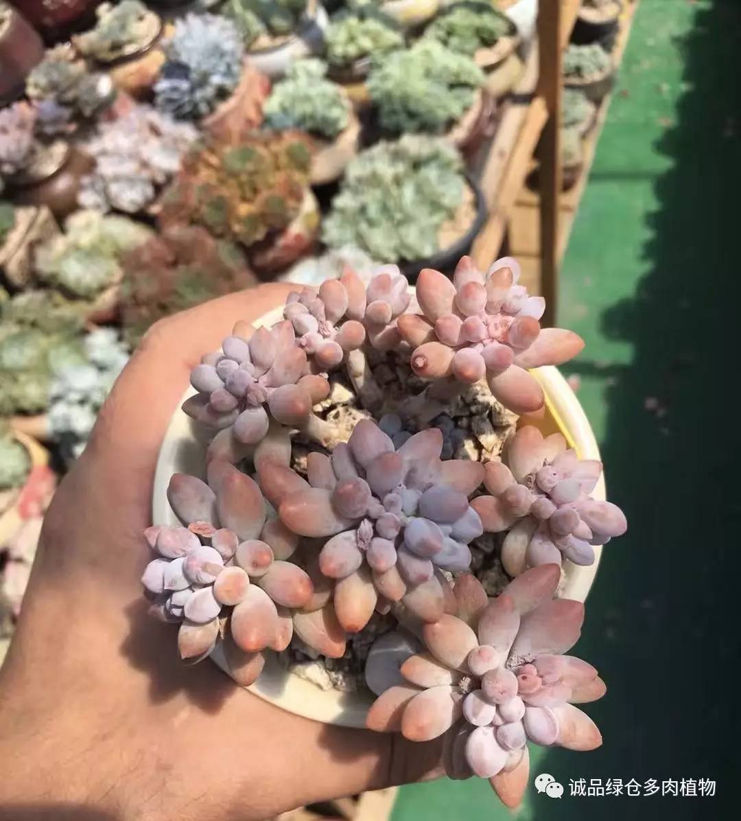 秀肉肉｜本周韩国肉肉直播图集